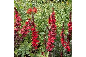 Lincolnshire Pond Plants Ltd - Marginal Aquatic Pond Plant - (Lobelia Cardinalis) - 9cm