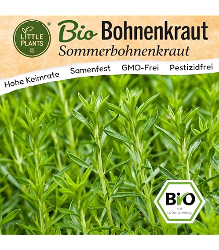 Bohnenkraut Mehrjährig Samen – Saatgut Für Winterhartes Würzkraut