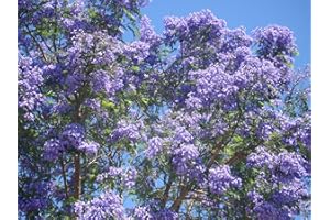 TREE ONLINE NURSERY Jacaranda Mimosifolia Blue Jacaranda Tree Seeds Fern Like Foliage Blue Flowers, 5 Fresh Seeds