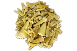 TASSORM Rokkolino Haifischzähne aus Marokko | Glasflasche gefüllt mit über 40 Millionen Jahre alten fossilen Haifischzähnen