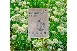 FITS YOU Lot de 2 Sachets de 100 graines de Ciboule de chine facile à cultiver - récolte en printemps - graine bio&reproductible - semences origine France