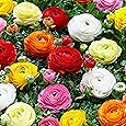50x Ranunculus asiaticus | Doppelblütige Ranunkeln Zwiebeln | Blumenzwiebeln Mehrjährig | Ø 4-5 cm