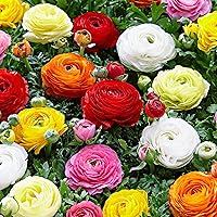 50x Ranunculus asiaticus | Doppelblütige Ranunkeln Zwiebeln | Blumenzwiebeln Mehrjährig | Ø 4-5 cm