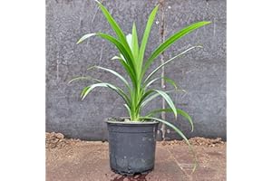 HAPPY EXOTICS 1 plante pandan heureux - Pandanus Amaryllifolius