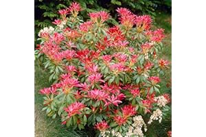 GardenersDream Pieris Forest Flame Plant in Pot - Outdoor Garden Ready Hardy Evergreen Shrub - All Year Round Outdoor Plant - Beautiful Flowering Shrub for Gardens (2 Litre Pot, 30-40cm)