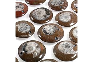 CrystalAge Drilled Ammonite Polished Slice ~37mm