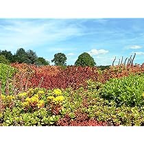 trockenresistente Dachbegrnungs-Mischung fr Garagen, Steinmauern, Steine;  mehrjhrige Grndach Mischung aus 47 Blumensamen & 7 Grser (2000 Samen) (3  Quadratmeter) : Amazon.de: Garten