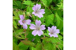 Geranium nodosum – Blumixx Stauden | Knotiger Bergwald-Storchschnabel, violettrosa blühend, winterhart & schattenverträglich | Im 0,5 L Topf, mehrjährig, pflegeleicht, bodendeckend