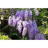 Wunderschöne Kletterplanze - Chinesischer Blauregen - Wisteria sinensis- verschiedene Größen (50-70cm Topf 2 Ltr.)