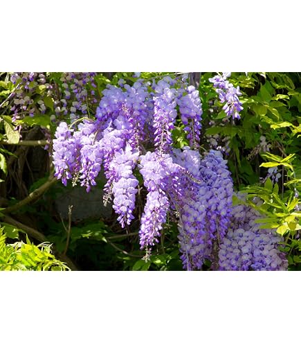 Blauregen 'Prolific' - Wisteria sinensis : Amazon.de: Garten