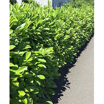 Kirschlorbeer für Hecken Cont. 120 - 150 cm: Amazon.de: Garten