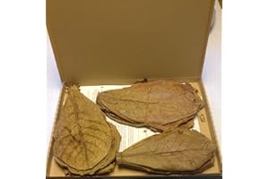 garnelenshop24de ~ 50 Stück (100 Gramm) 20-25cm - Seemandelbaumblätter Catappa Leaves TopQualität - BLITZVERSAND
