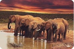 Elephant Sunset - Glass Worktop Saver/Protector - by Pearl Glass (60 x 40cm Extra Large (Smooth Surface))