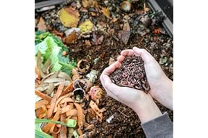 WormBox Moutta | 2kg de vers de Compost | vers de Terre Vivants Eisenia, introduisez/Ajouter des vers dans Votre Jardin ou Potager, Reproduction très Rapide