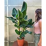 POWERS TO FLOWERS - BANANO XXL, PIANTA DEL BANANO, VASO 18CM, pianta vera