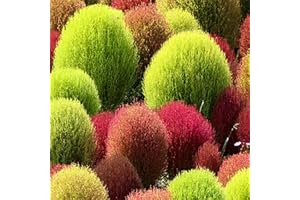 300 Semillas de Kochie de Escoba dice Ciprés de verano (kochia scoparia) - Semillas reproducibles - SemiSauvage