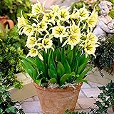 3x Hymenocallis"Sulphur Queen" | Gelbe Blüten | Sommerblüher Blumenzwiebeln Winterhart | 14-16 cm