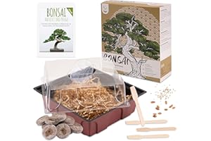 HAPPYSEED Bonsai Kit incl. eBook GRATUITO - Set de plantas con mini invernadero, semillas y suelo - idea de regalo sostenible para los amantes de las plantas (Semillas: Olivo + Pino Australiano)