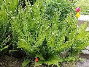 3 x Matteuccia struthiopteris (Ziergras/Gr&auml;ser/Farn) Strau&szlig;enfarn Trichterfarn