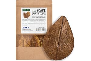 ARKA Myscape-Catappa Lot de 10 feuilles de Badamier, 12,5 à 16 cm, conditionneur d'eau naturel pour poissons et crevettes en aquariums d'eau douce, nourriture pour poissons et crevettes