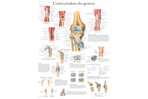 3B Scientific – Laminé Articulation du Genou Affiche – Anatomie & Pathologie – Poster Protégé contre UV et Poussière pour Étude, Enseignement et Cliniques
