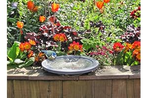 Wildlife World Aristoteles Oasis Vogeltränke für kleinere Vögel, Säugetiere und Insekten 300 mm Durchmesser und 55 mm Tiefe