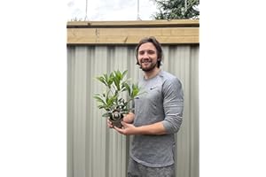 GENERIC Laurus nobilis | Bay Tree | Bay Leaf Herb (40cm)