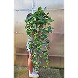 POWERS TO FLOWERS - POTOS EPIPREMNUM AUREUM BASKET XL, ESEMPLARI VASO 30CM DIAMETRO, pianta vera