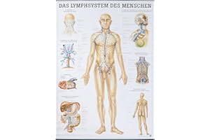 RDIGER- ANATOMIE GMBH Anatomische Lehrtafel. Das Lymphsystem des Menschen. 70 x 100 cm