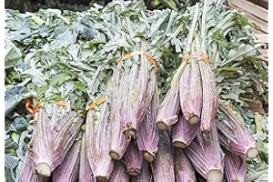 MES GRAINES POTAGÈRES Lotto di 50 semi di cardo rosso Alger - Varietà rustica e poco spinosa - Pianta Deco