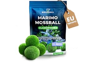 MOSSBALL SHOP 21 Bola de musgo Marimo viva – Cladophora para acuarios y decoración – Musgo natural hecho en la UE – Ideal para peceras, plantas acuáticas, acuarios nano y regalos ecológicos