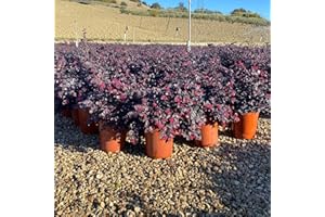 VIVAI DE LAURENTIIS Loropetalum chinense Black Pearl vaso 19 cm