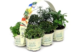AMORI E AROMI 12 Piante in vaso di erbe aromatiche fresche per cucina italiana