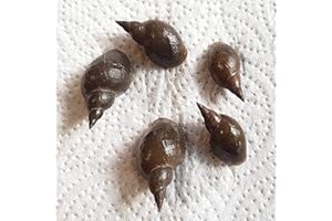 GENERIC BaconAquatics UK 5X Great Pond Snail Eats Algae Fresh Cold & Tropical Aquarium (Lymnaea Stagnalis), with Oxygenating Plant