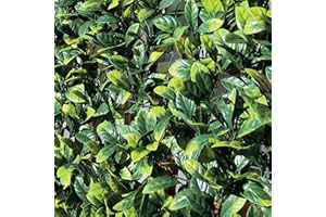 TENAX Divy 3D Plus Laurus, Siepe Sintetica 1,00x3m Foglie Tipo Lauro su Rete di Plastica