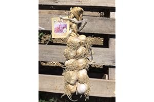 UOOTPC Aglio Rosso di Proceno - n. 2 trecce con 10 teste grandi (2x10TG) - 1^ class. Italia