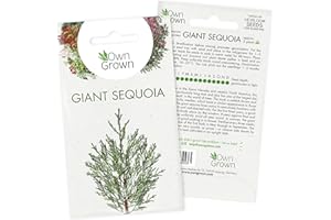 Grow Your Own Bonsai Trees: Premium Bonsai Seeds for Giant Sequoia – 5 Giant Sequoia Tree Seeds – Sequoia Gigantea Bonsai Tree Seeds – Giant Sequoia Bonsai Seed Packet – Giant Seeds by OwnGrown