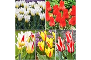 WOODLAND BULBS 30 x Dwarf Tulips - Mixed Tulips Dwarf Rockery - Tulip Bulbs for Gardens - Spring Flowering Bulbs - Ready to Plant - Bulbs Size 10/11 - (Free P&P)