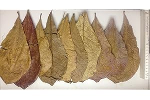 GARNELENSHOP24DE 10 Seemandelbaumblätter 10-15cm original A-Markenware von SMJS-Cambodia +++BLITZVERSAND+++ Seemandellaub Catappa Leaves