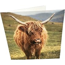 Lustige Geburtstagskarte Mit Schottischer Hochlandkuh – Tierhumor, Innen Unbeschriftet, 15,5x15,5 Cm