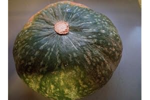 GHINO DI TACCO SEMI ZUCCA DELICA