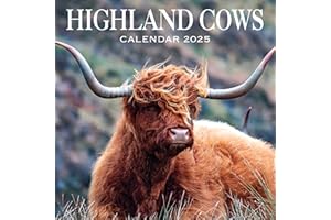 2025 Scotland Calendar: Highland Cows - Square Wall Calendar - Month to view – 12 Months