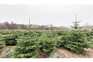 PFLANZHITS IHR PFLANZENPARTNER 25st. Nordmanntannen 25-40cm 5j. Nordmanntanne Weihnachtsbaum Abies nordmanniana Wurzelware