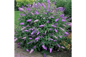 Arbre aux papillons Buddléia de David "Black Knight" Arbuste rustique 17 cm Pot