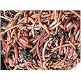 50g Tiger Composting Worms by Wormcity Includes Caring for Your Wormcity Worms Leaflet
