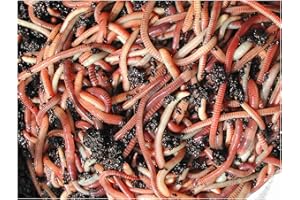 50g Tiger Compost Worms by Wormcity, Live Medium Worms Suitable for wormeries and composting.