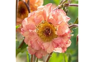 GARDENERSDREAM Geum Mai Tai Avens Colourful Herbaceous Perennial Versatile Outdoor Potted Shrub (10-30cm Incl. Pot)
