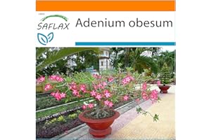 SAFLAX - Ogród w torbie - Bonsai - Róża Pustyni - 8 Nasiona - Z rosnącym podłożem w praktycznej, samowznoszącej torbie. - Adenium obesum