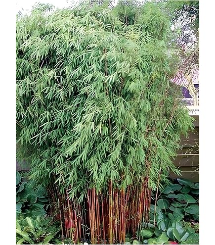 bambus sichtschutz für garten Bambus-Sichtschutzzaun Brasil | Natur main image 0