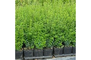 AZIENDA AGRICOLA TEMPESTI STEFANIA Ligustro Sinense, 10 piante alte 30/40 cm, vaso Ø9